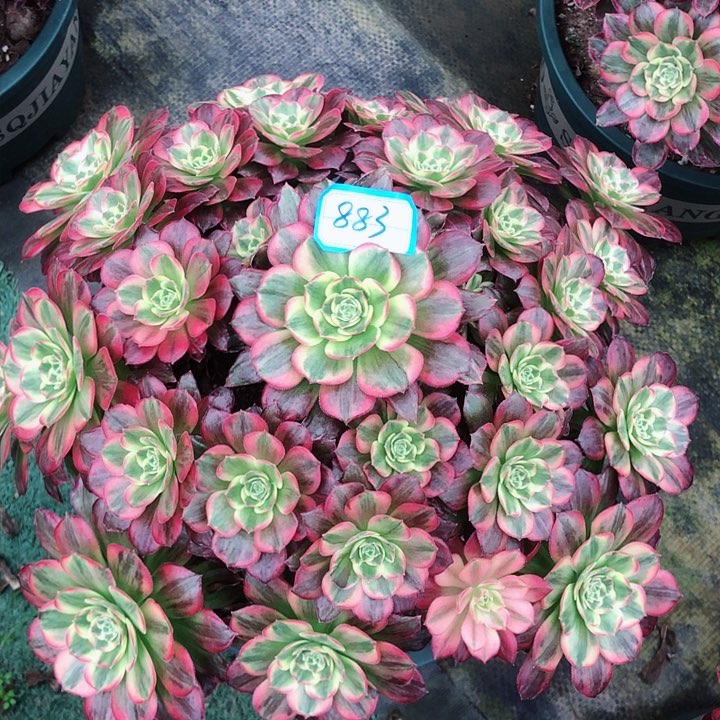 883安娜多肉法师