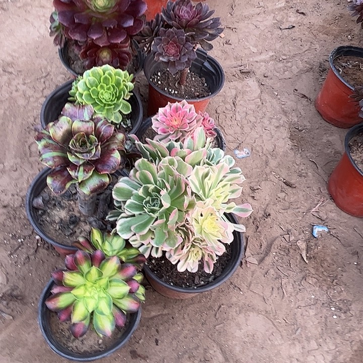 003多肉植物瑕疵特价，