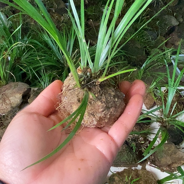 逍***9无花朵石菖蒲这就是所谓