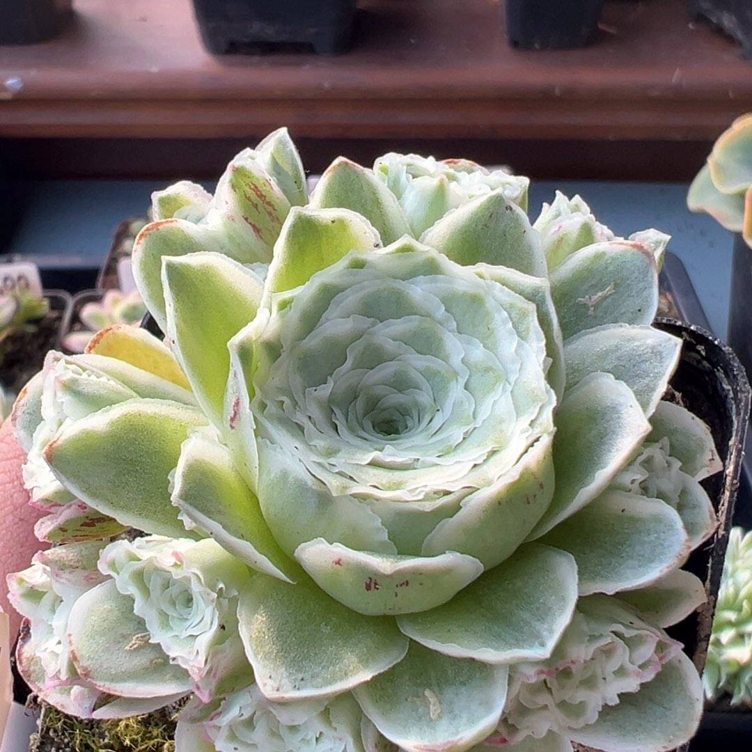 秋夕覆轮锦512山地玫瑰多肉