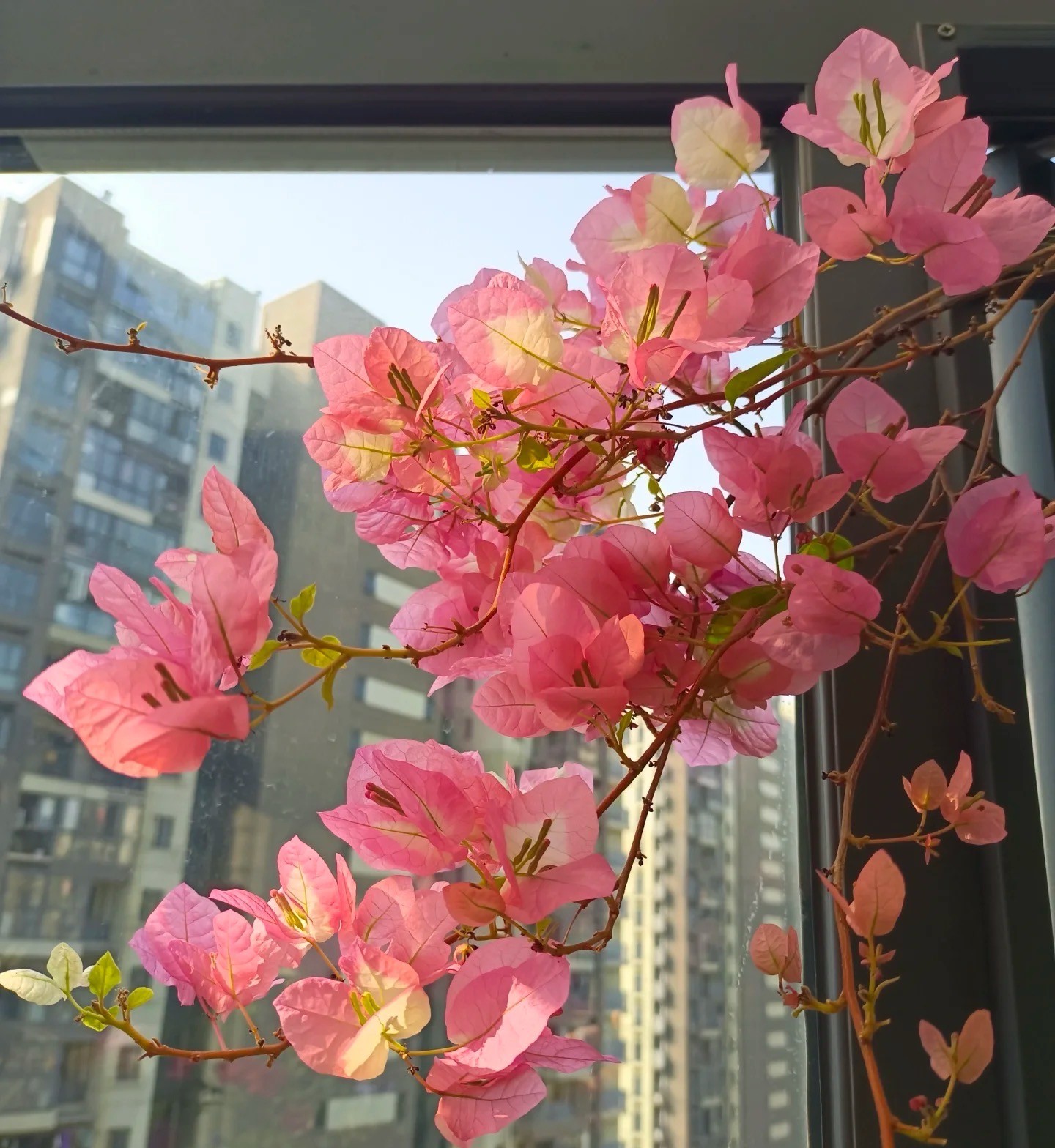 欣宇【金星橙白】勤花变色橙白耐活带盆土三角梅!