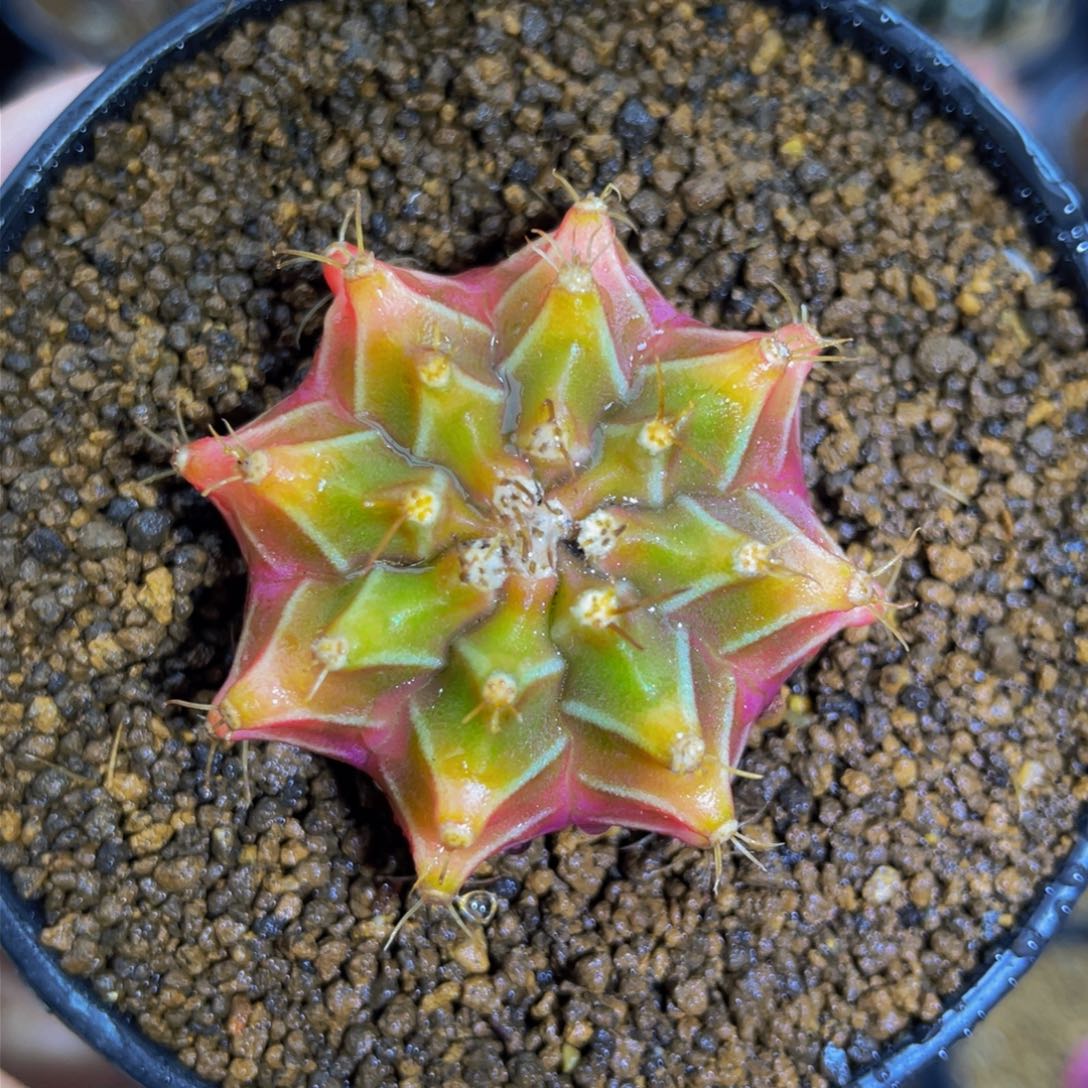 小微瑕福利000000002