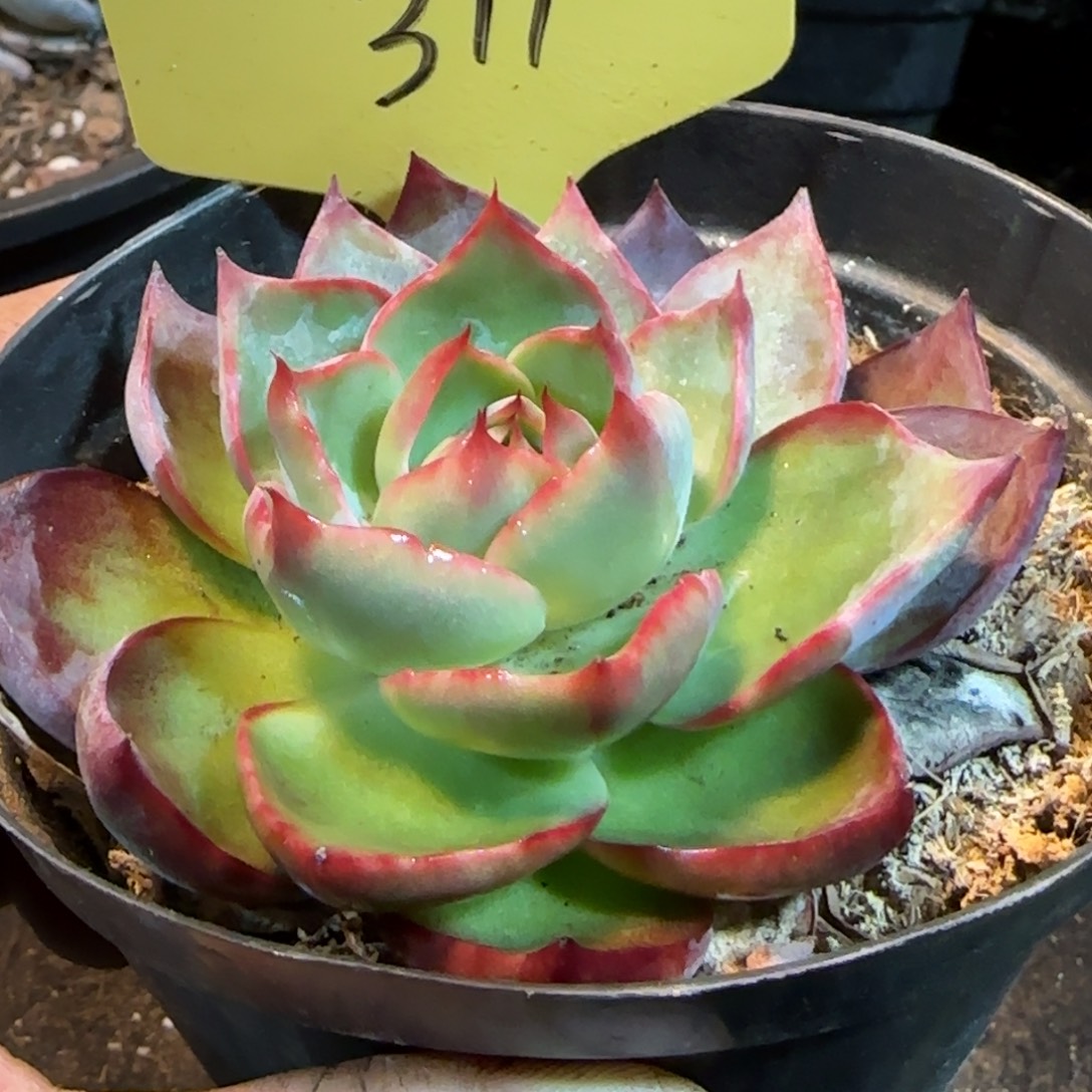 惊鸿一物一拍包装收缩花旱311