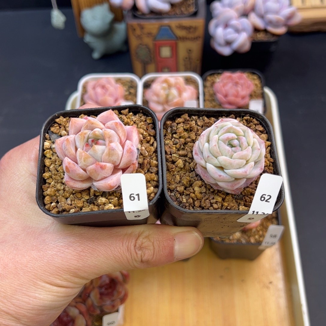 好好看61、62、哈哈哈哈