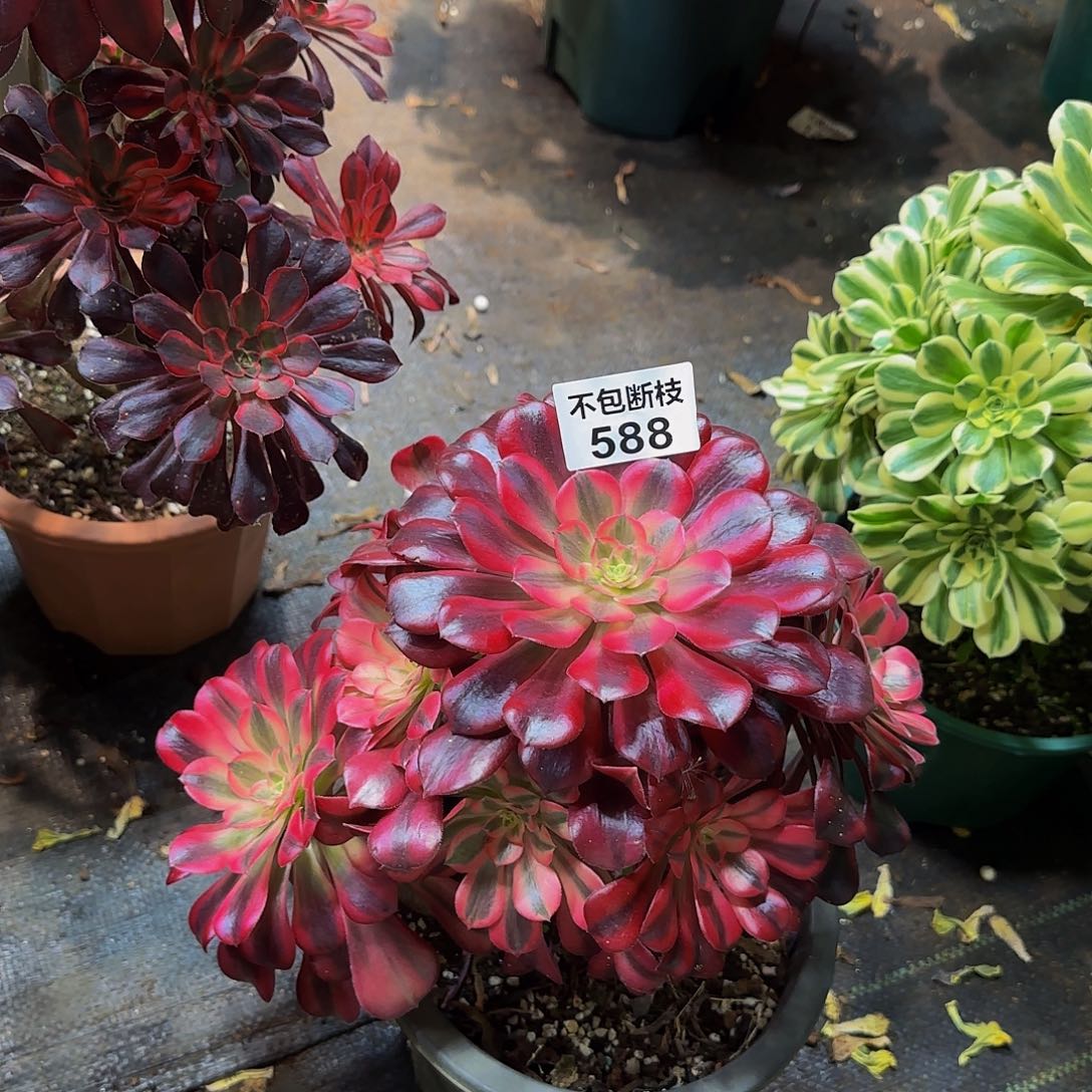 588多肉法师锦1111