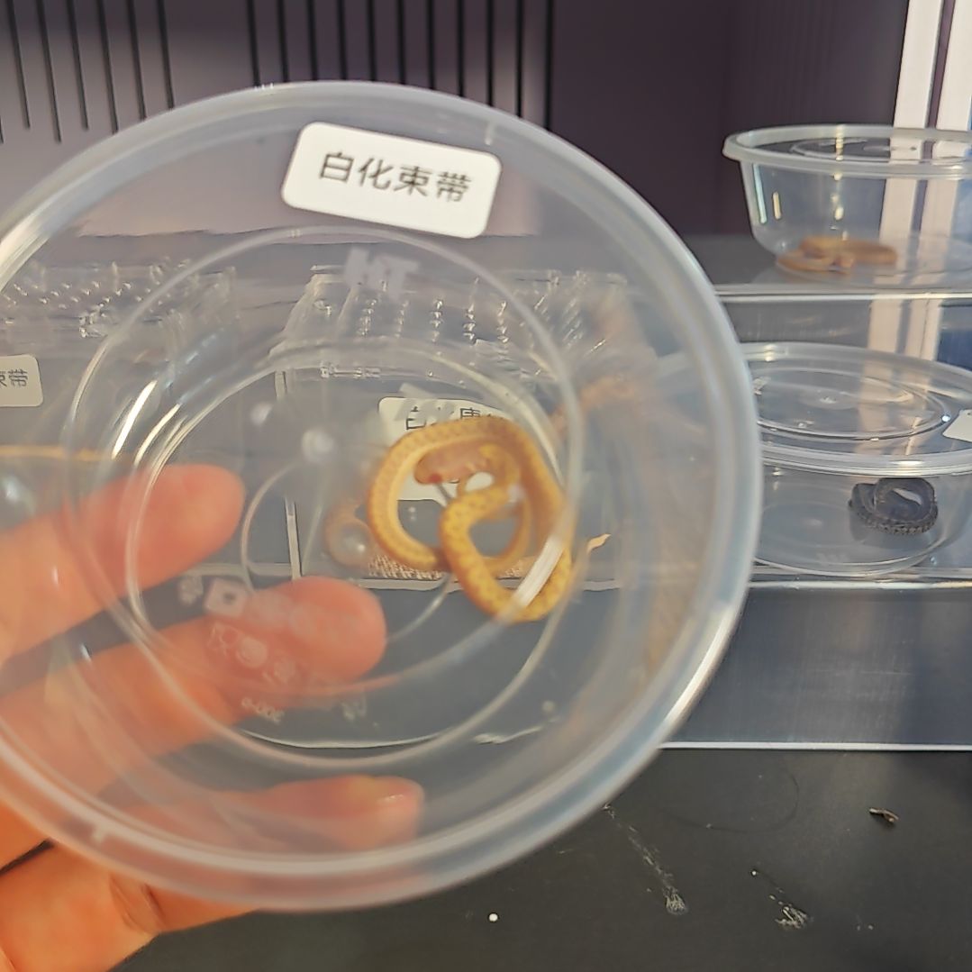 豹纹守宫白化束带