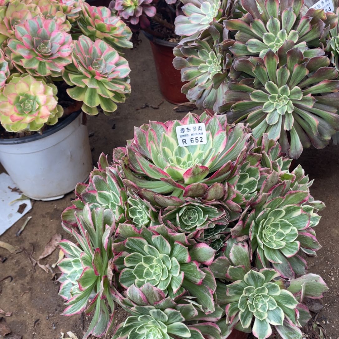 652粉海多肉法师断枝不包