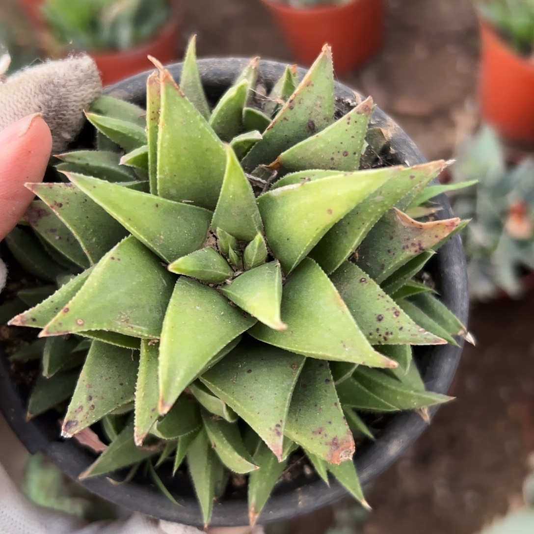 杜呃呃呃呃呃呃呃呃呃呃呃呃