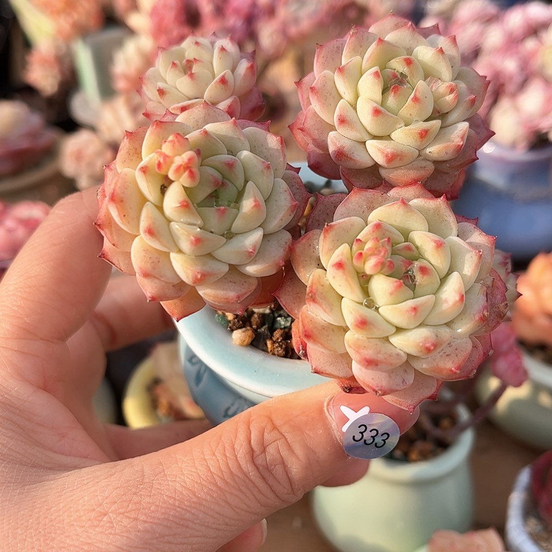 333 多肉含盆土30元包邮除偏远