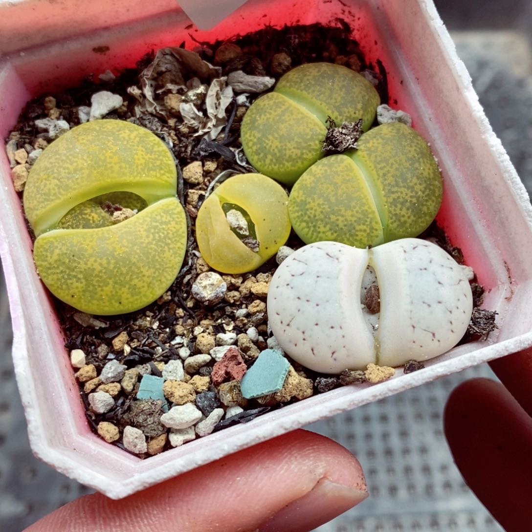 我的小姐姐们都是我的110