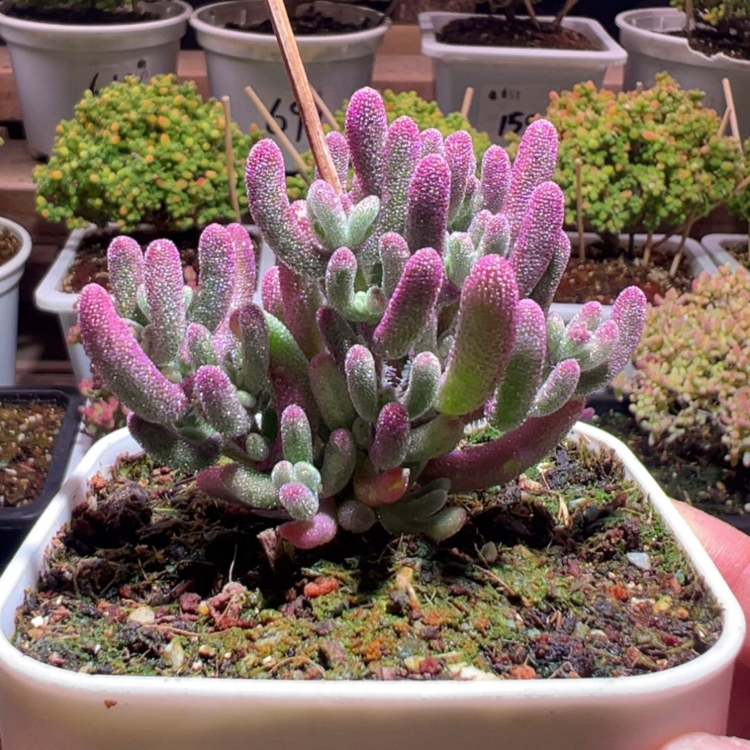 770紫闪光一物一拍包开箱