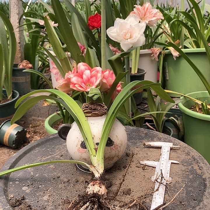 全部花朵达芙妮福利570号