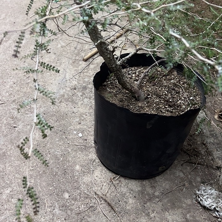 黎***兮漆树生长速度植物
