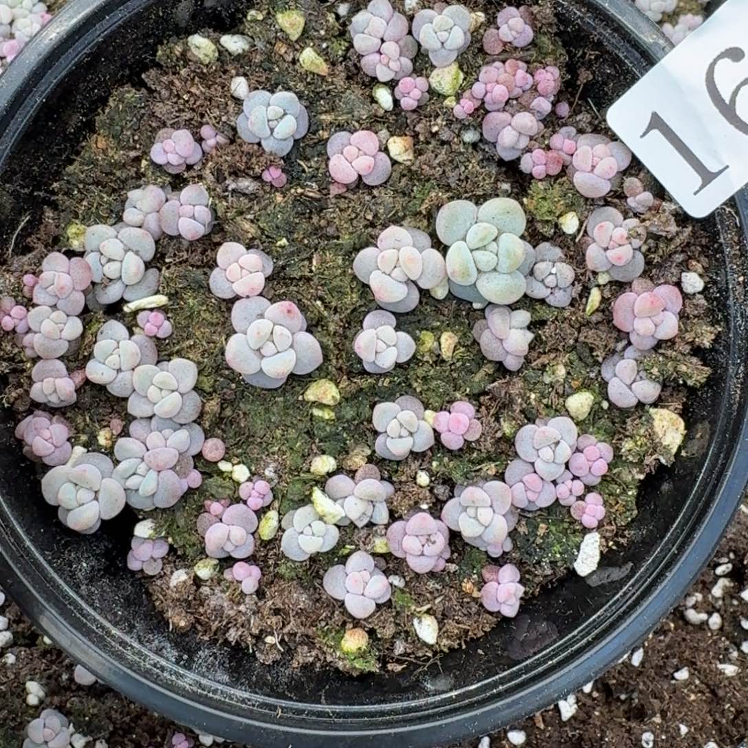 多肉植物多肉植物16