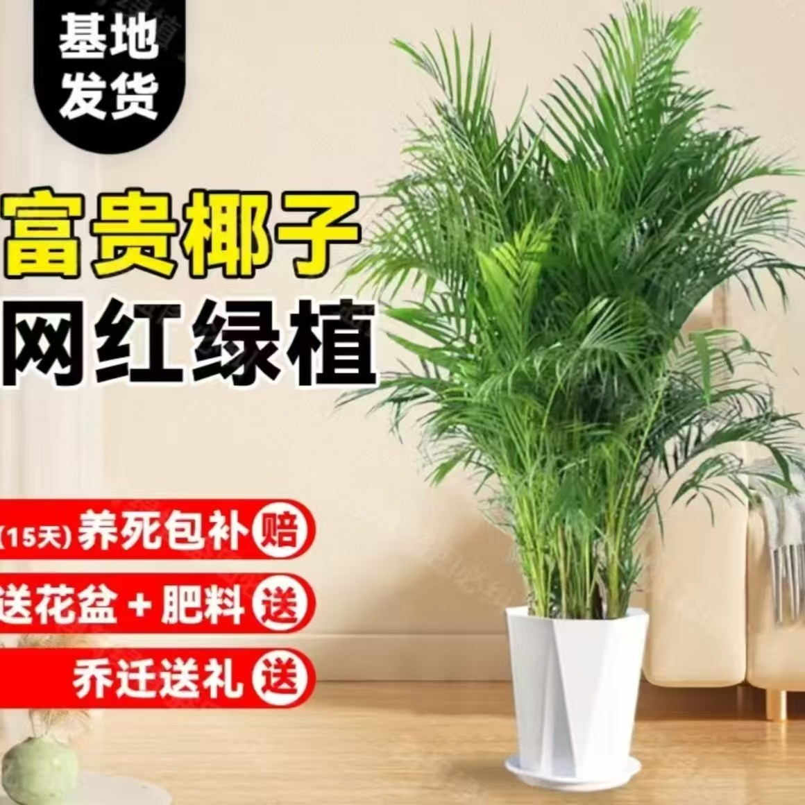 富贵椰子1.2米-1.4米客厅办公室净化空气绿植四季常青好养活