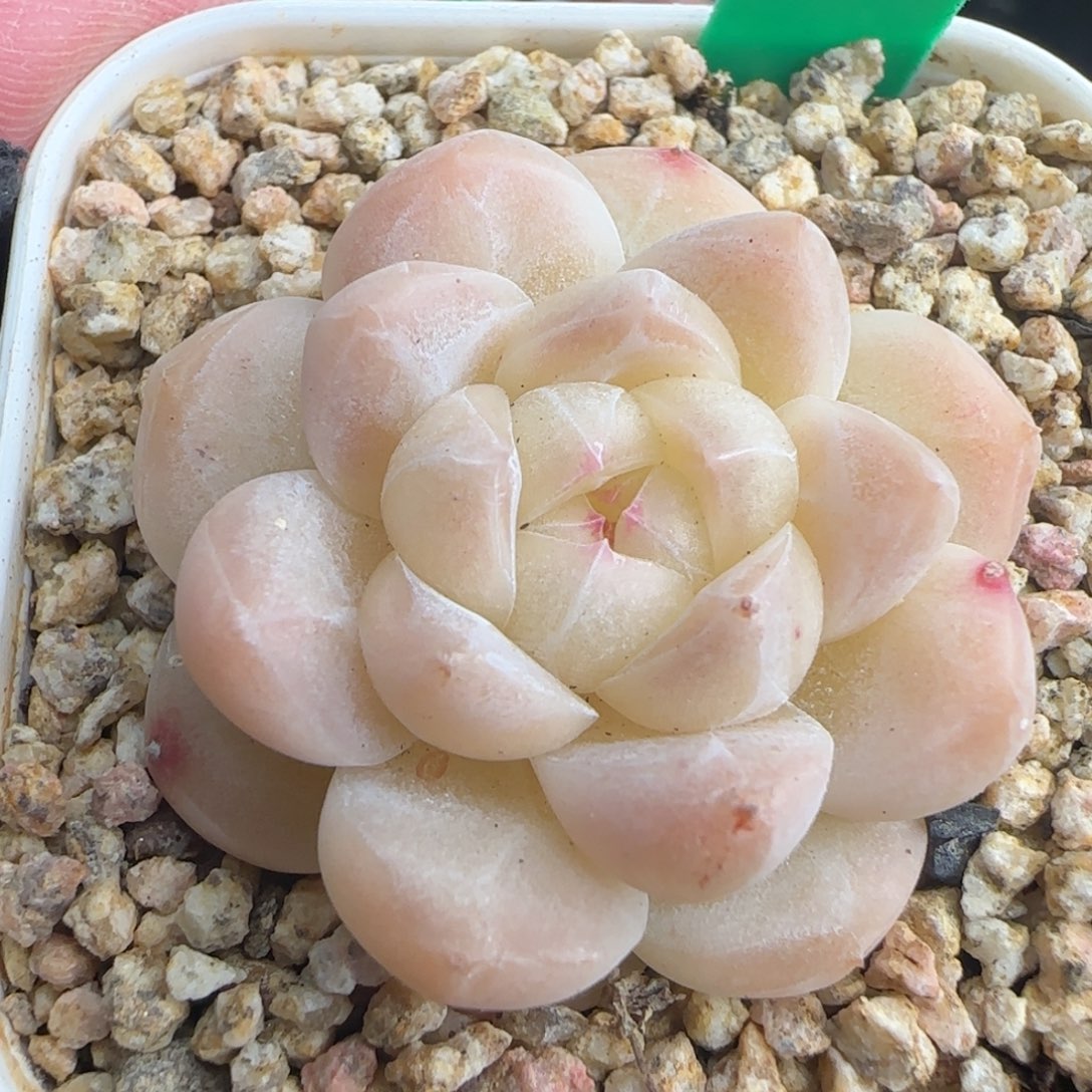 多肉238  糖心   5厘米盆