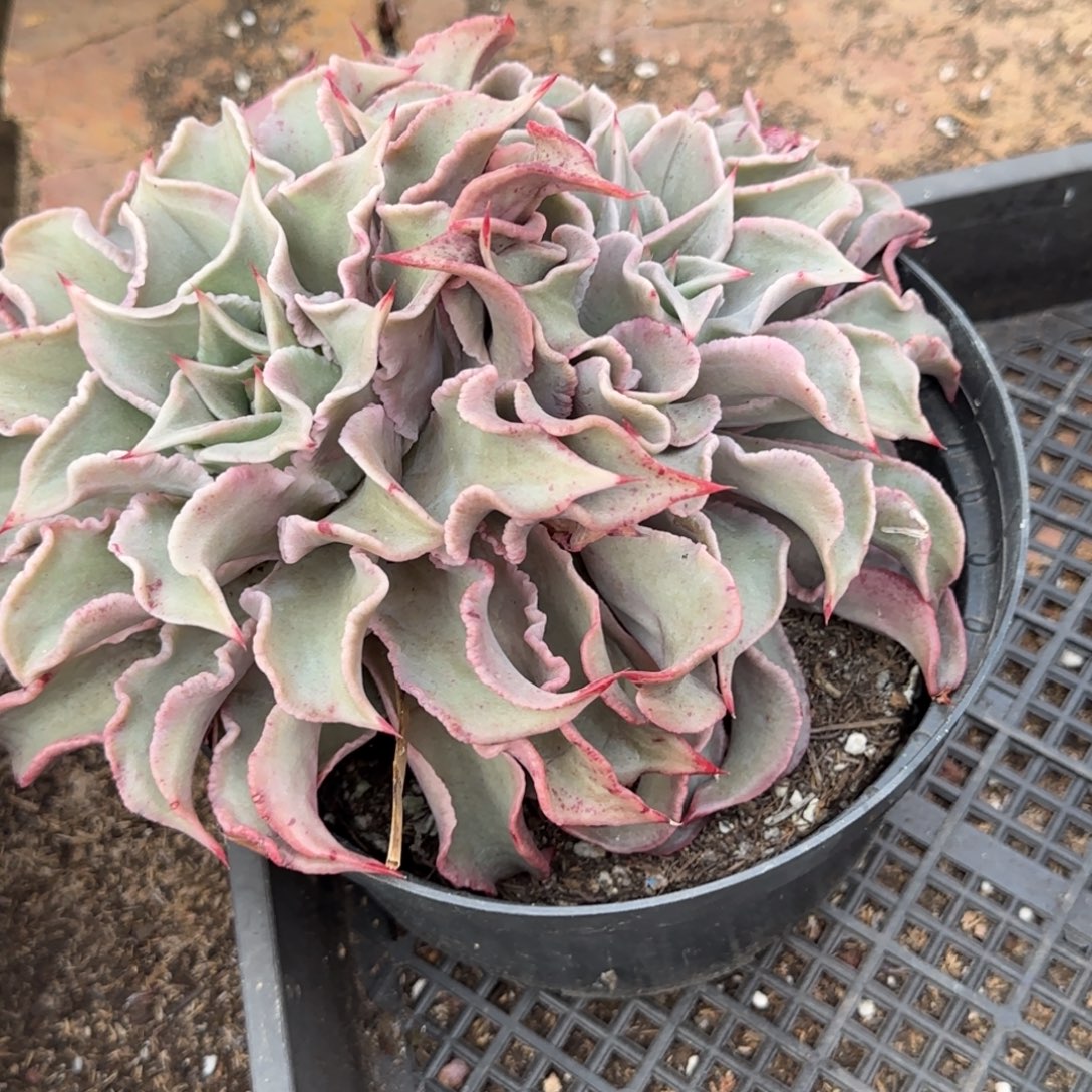 饺子皮一物一拍包装收缩花旱