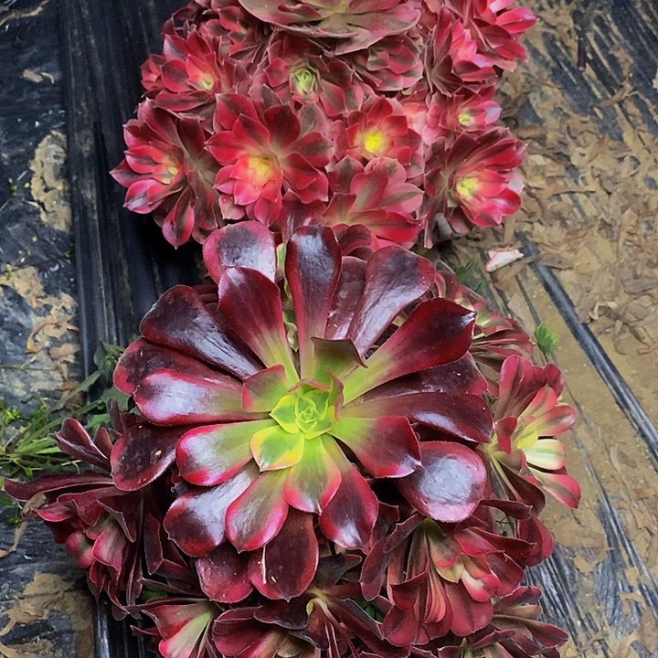 两棵老桩捧花817号