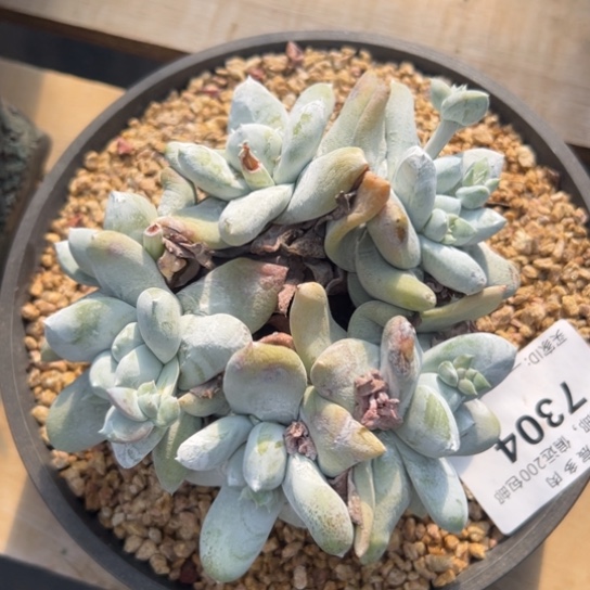 丸叶拇指～可可爱爱6头7304