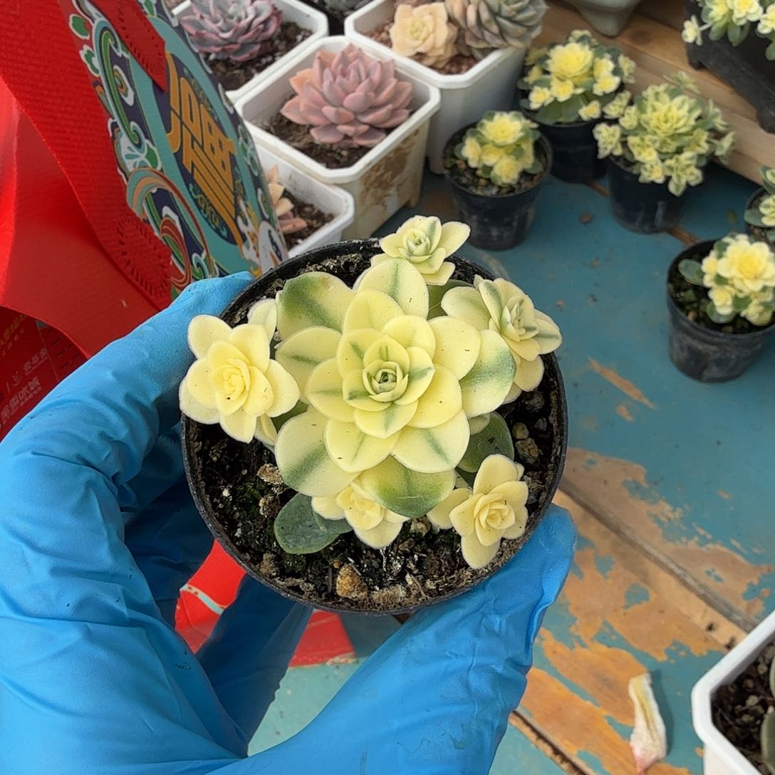 猫眼玫瑰锦，覆轮锦