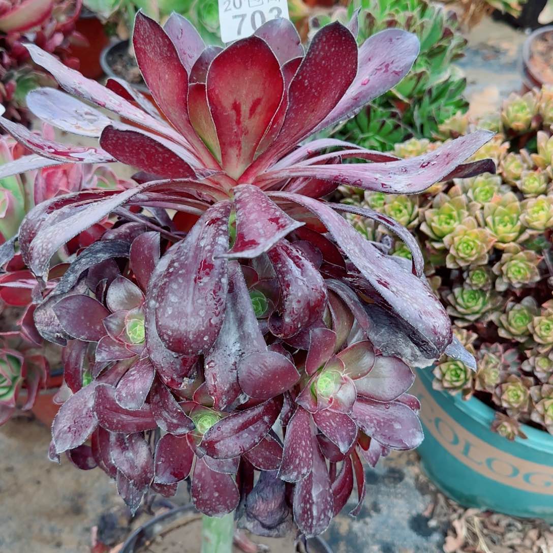 巫毒多肉703满20包邮断枝不包