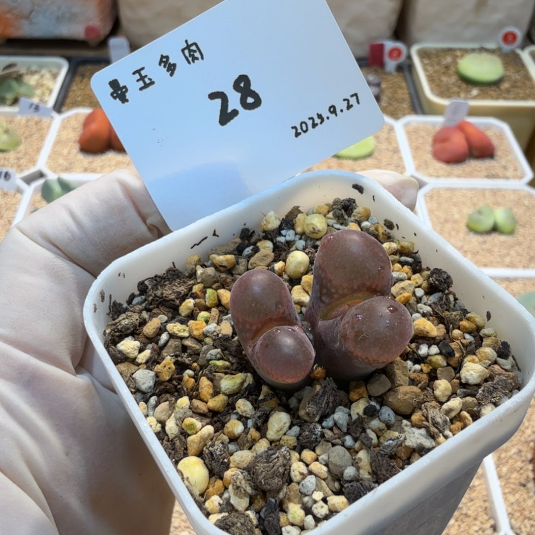 多肉多肉多肉9.27-028大紫红