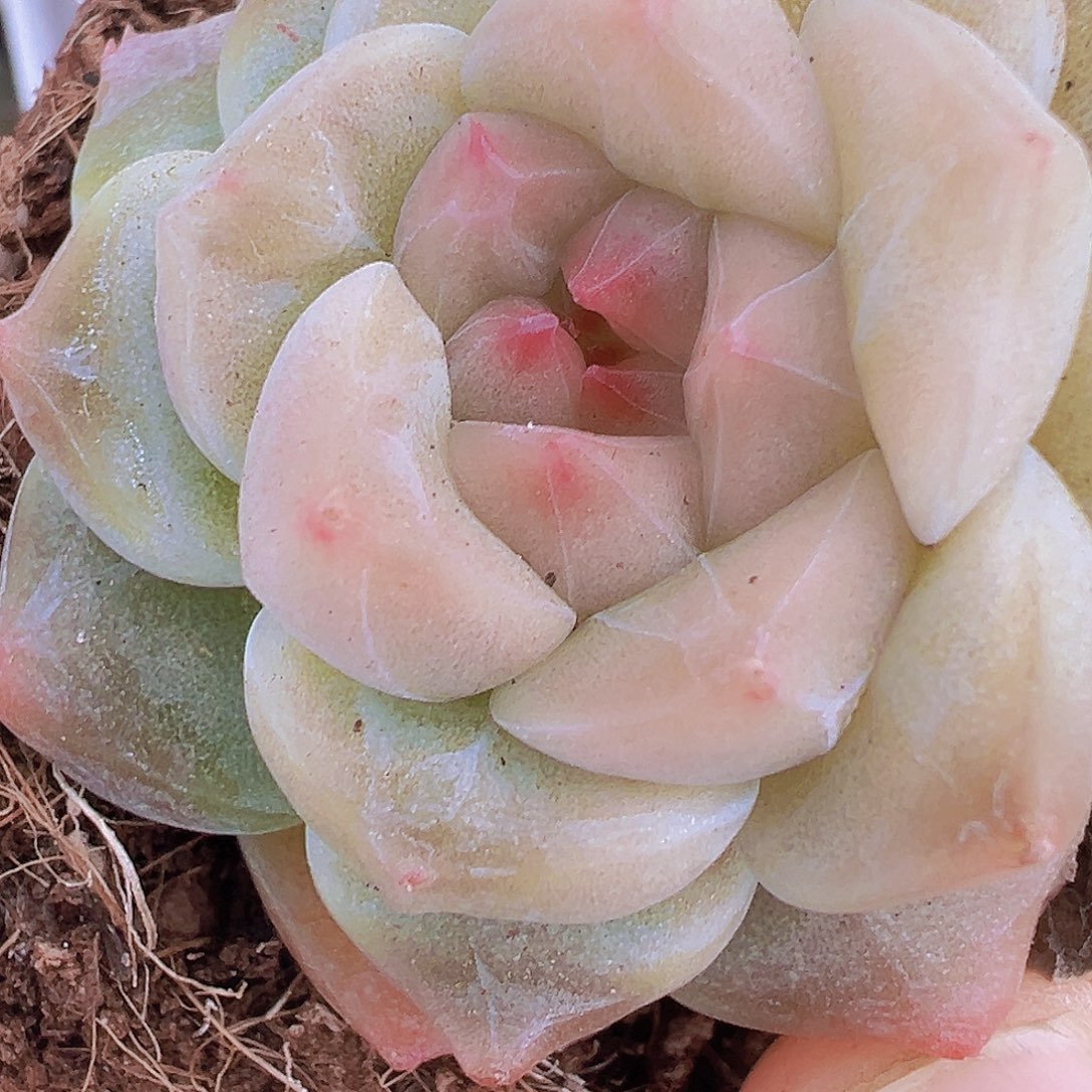 冰雪珍妮19包邮多肉植物