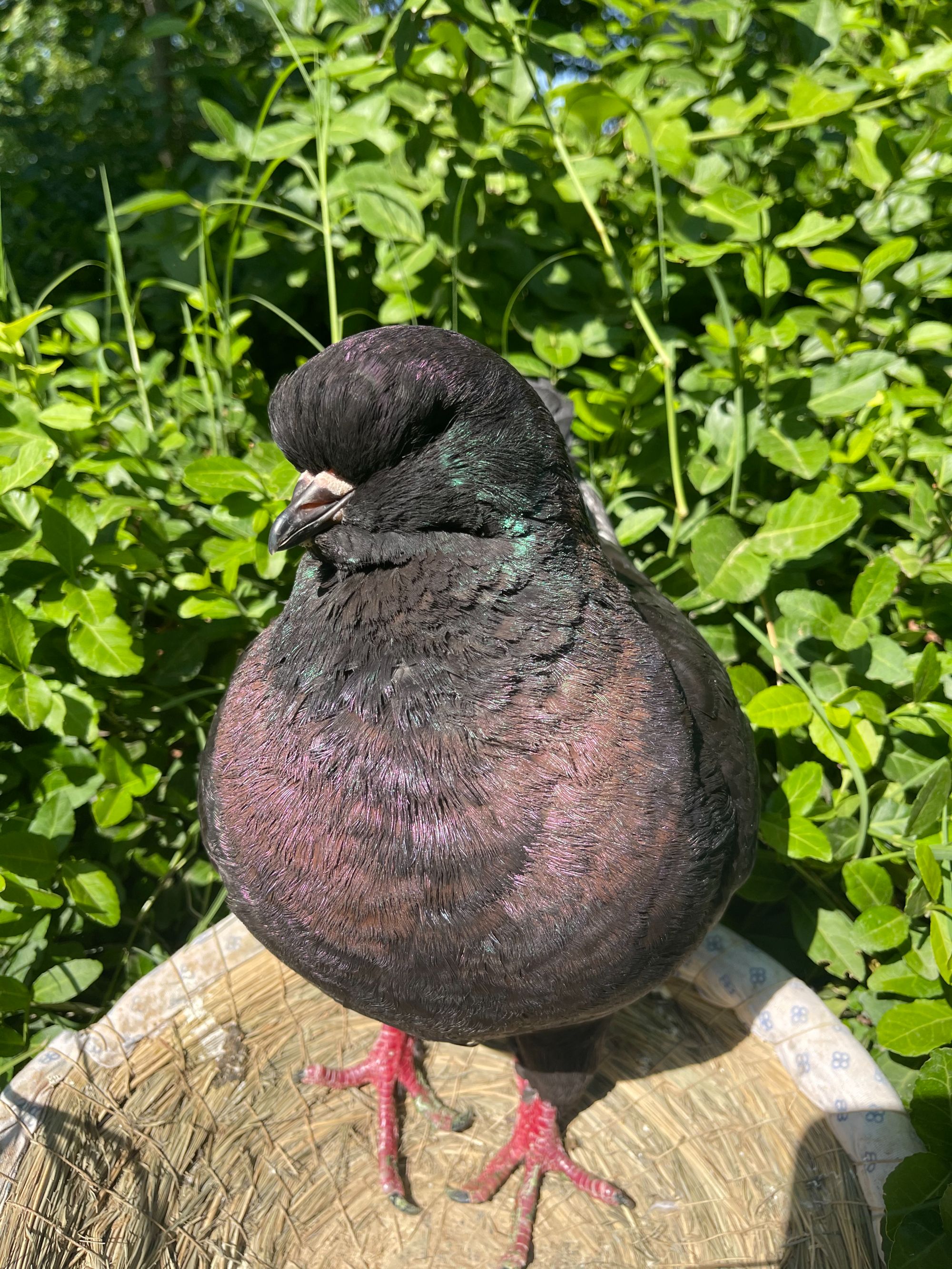 大体纯种圆环鸽活体特大观赏种鸽公母搭配黑色