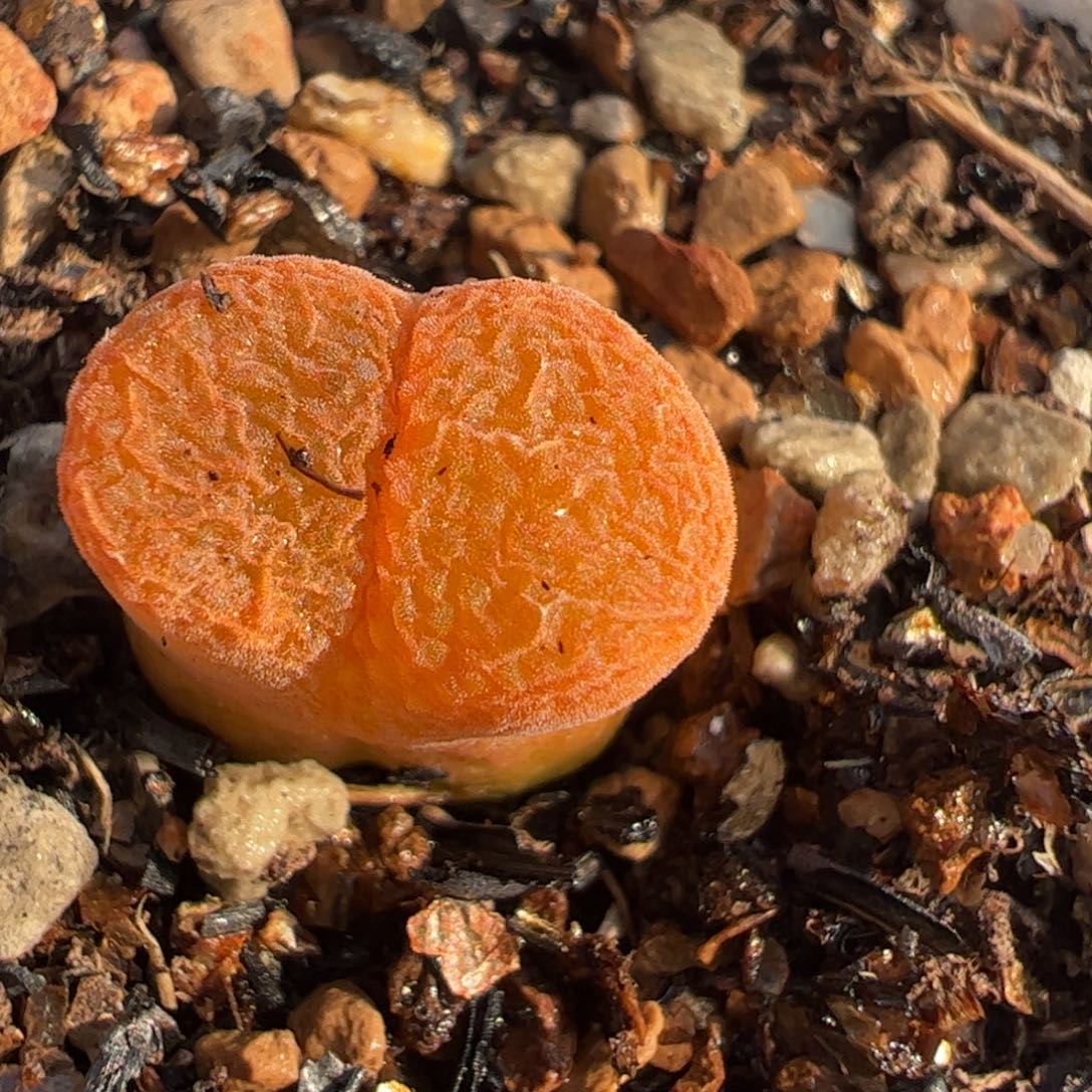 橘风铃多肉植物百科