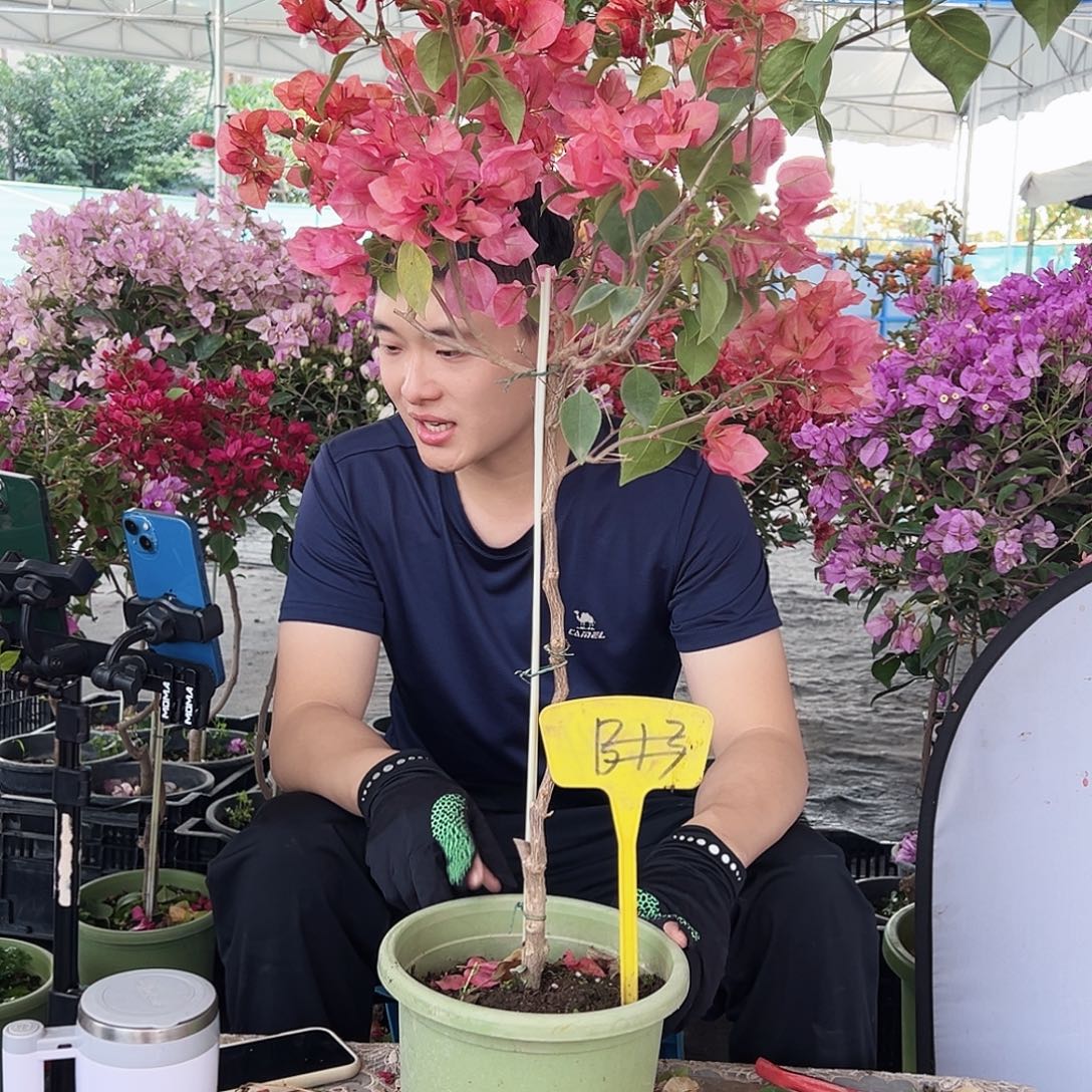 S***Y大部分花苞少量开放B13不甜