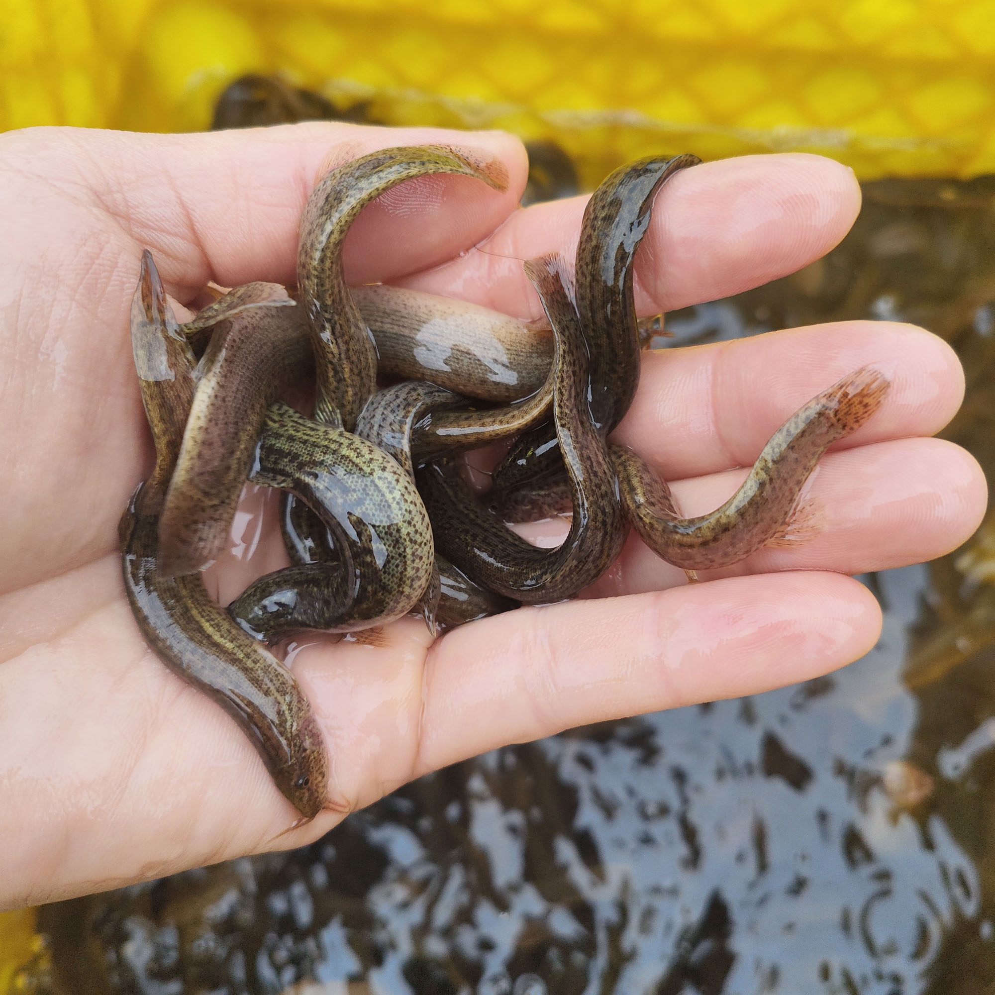 泥鳅鱼鲜活喂养宠物龙鱼虎鱼活饵乌龟饲料泥鳅养殖垂钓观赏鱼饵料