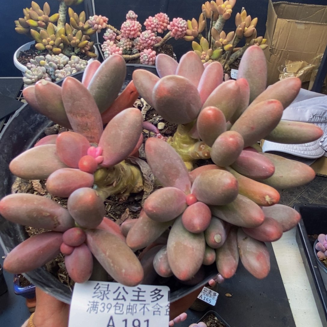 191糖果美人多肉10c m