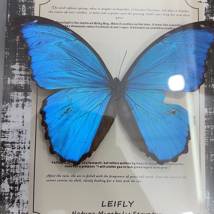 蝴蝶标本定制113号