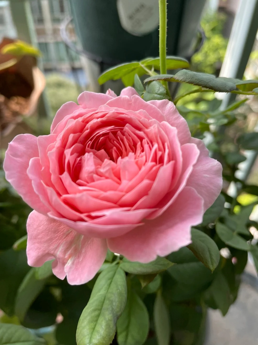 安索菲比克灌木大花浓香勤花丰花阳台盆栽地载新手月季小苗好养