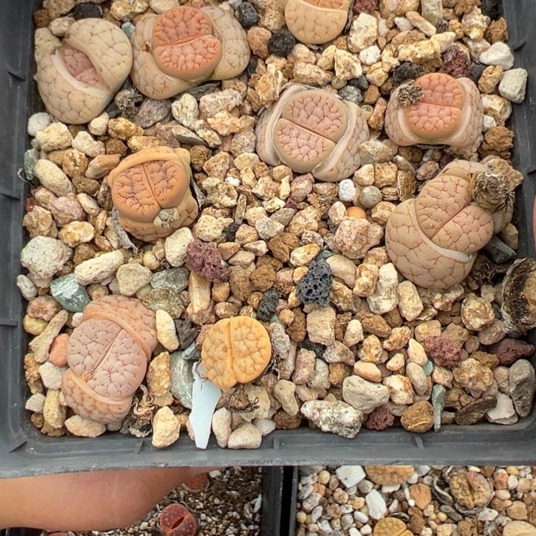 【闪购商品】926…..