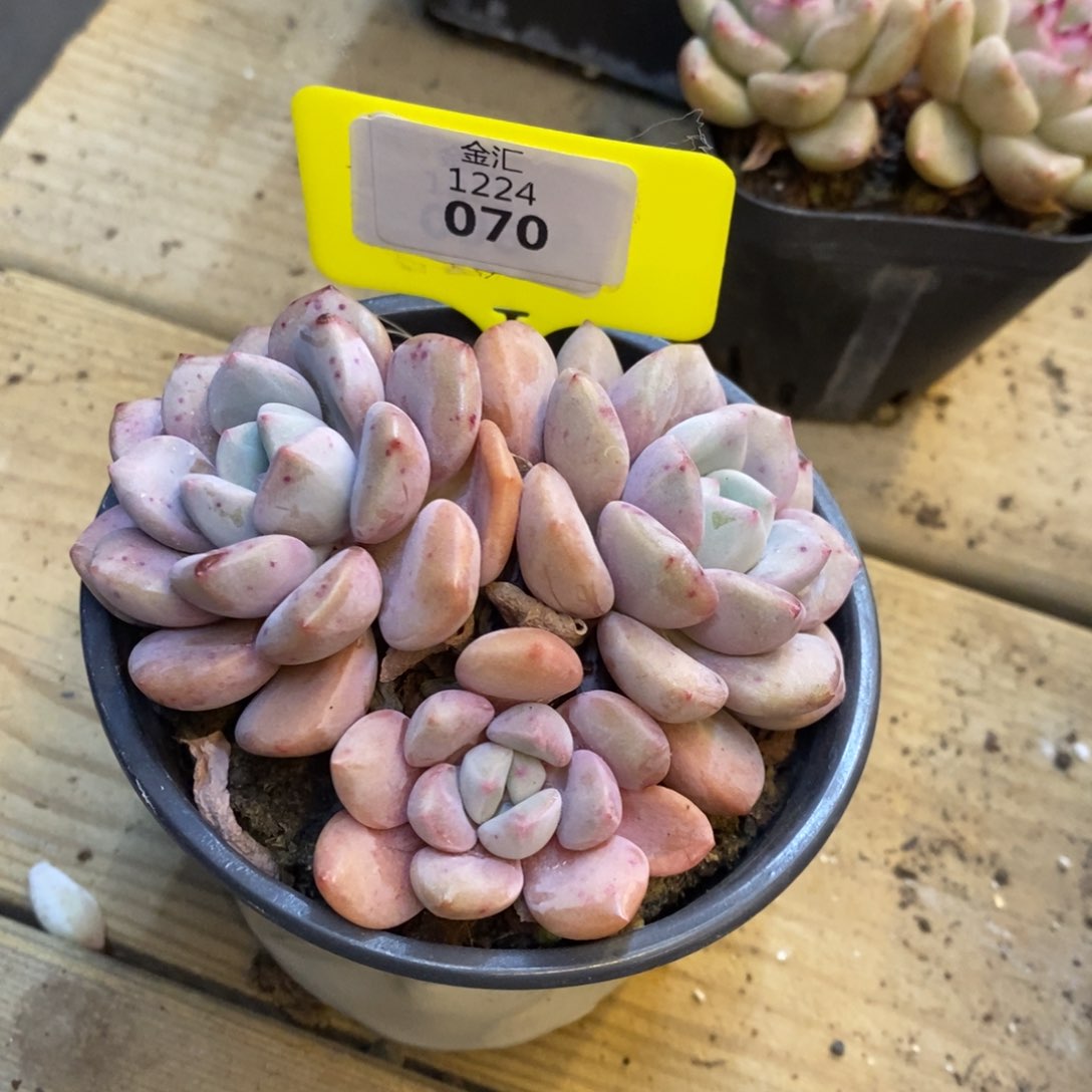 白鹭老桩。1224070