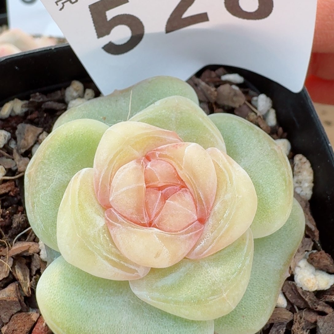 桃贝贝         精品多肉