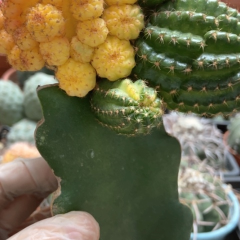 黄仙玉仙人球18米