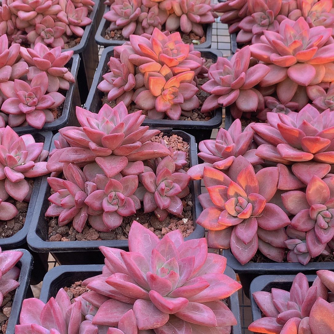 五头赫菲大群45677889900