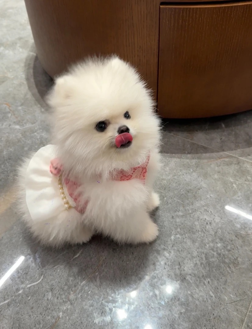 宠物胸背夏季狗狗口水舒适不闷热猫猫胸背比熊博美马尔济斯约克夏