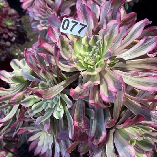 蜂**人多肉植物一个