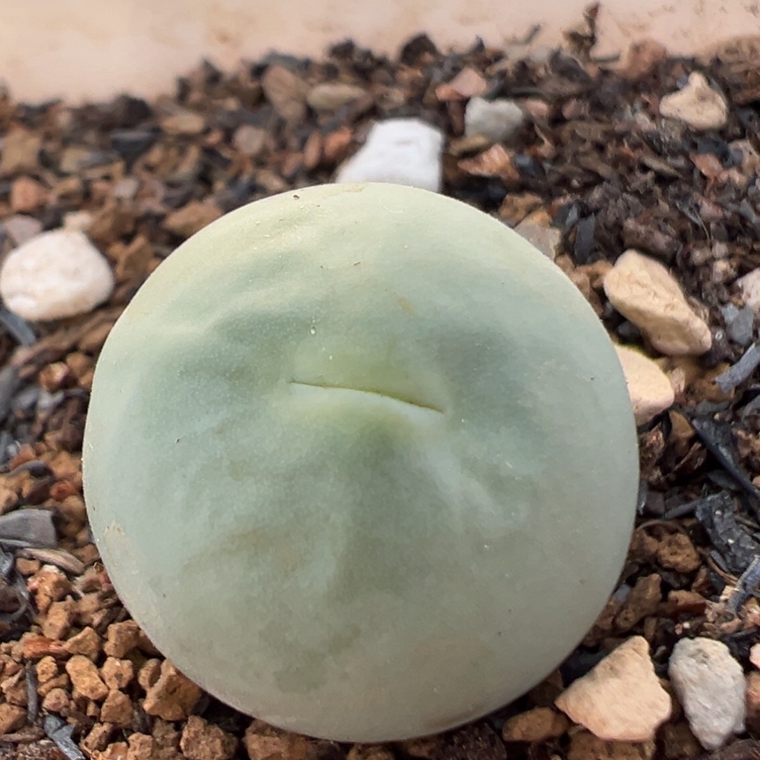 120多肉植物百科鸽子蛋