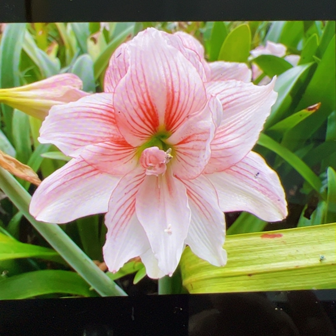 朱顶红437姐妹款开花球6cm左右带侧