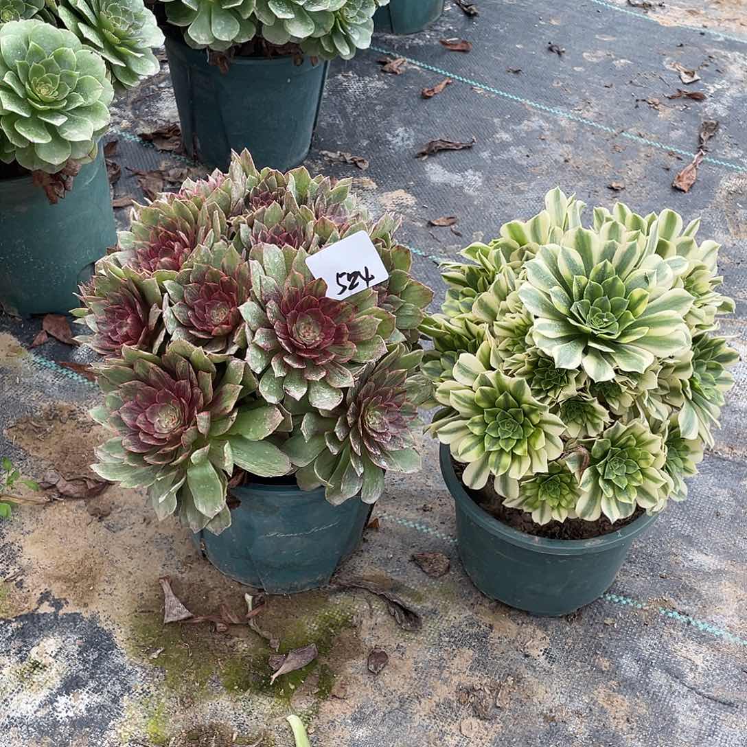 524法师植物组合