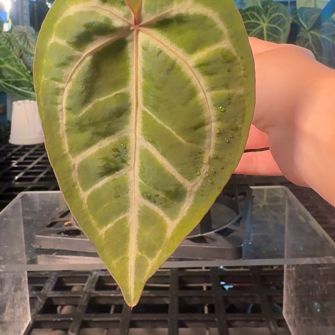 完全开放P03红水晶杂小钻石