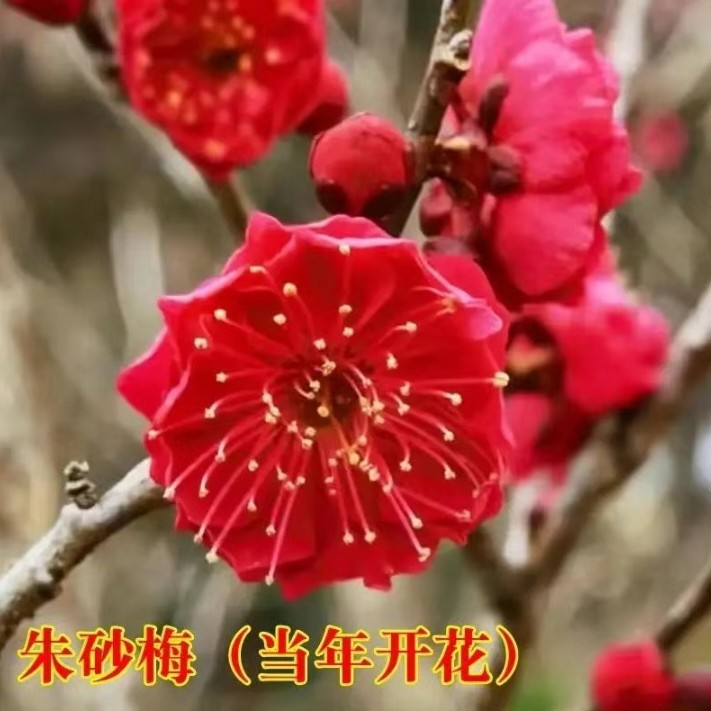 梅花老桩红梅老桩盆栽耐寒耐热好养活浓香型适合室内庭院养殖