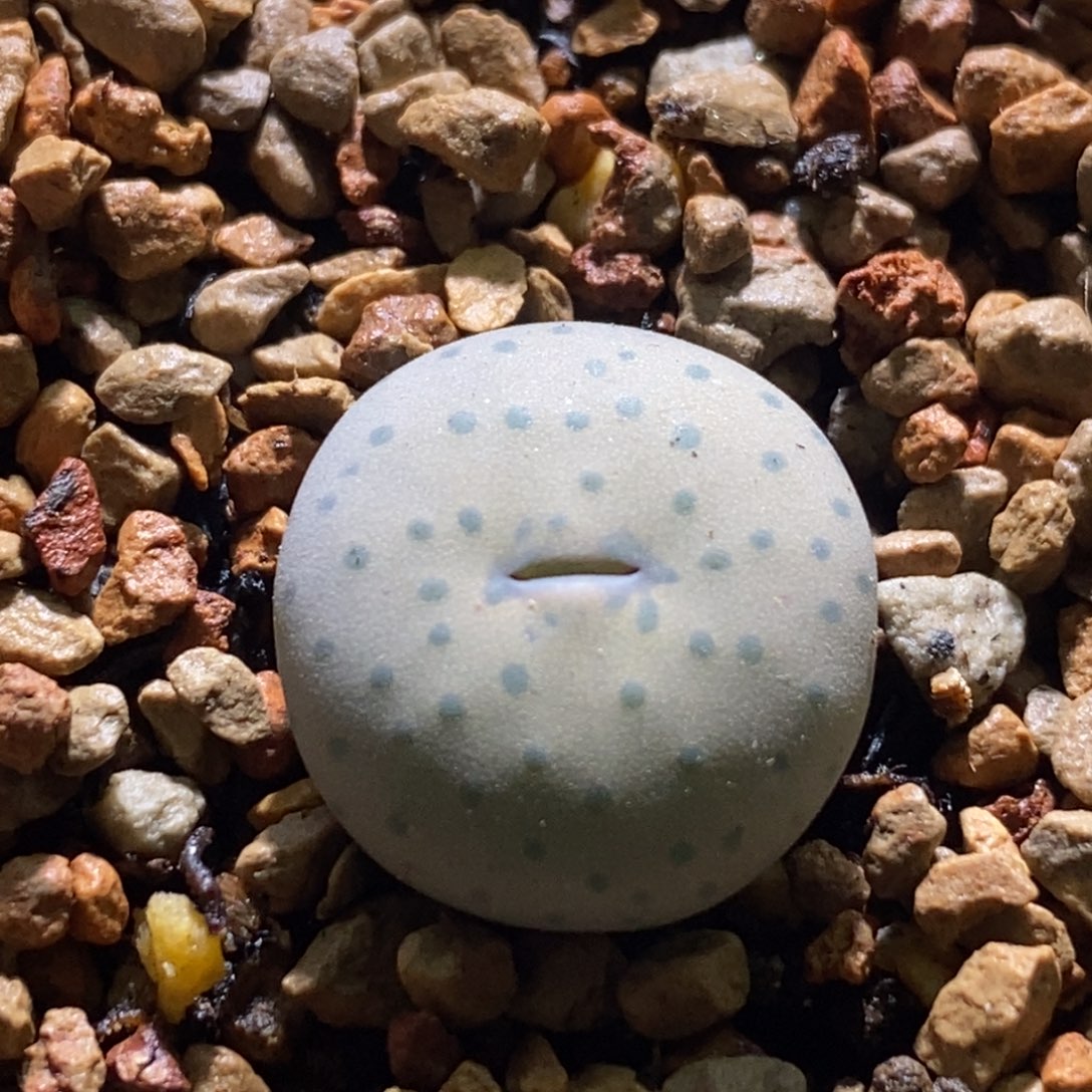 好看好看奶油嘴一颗