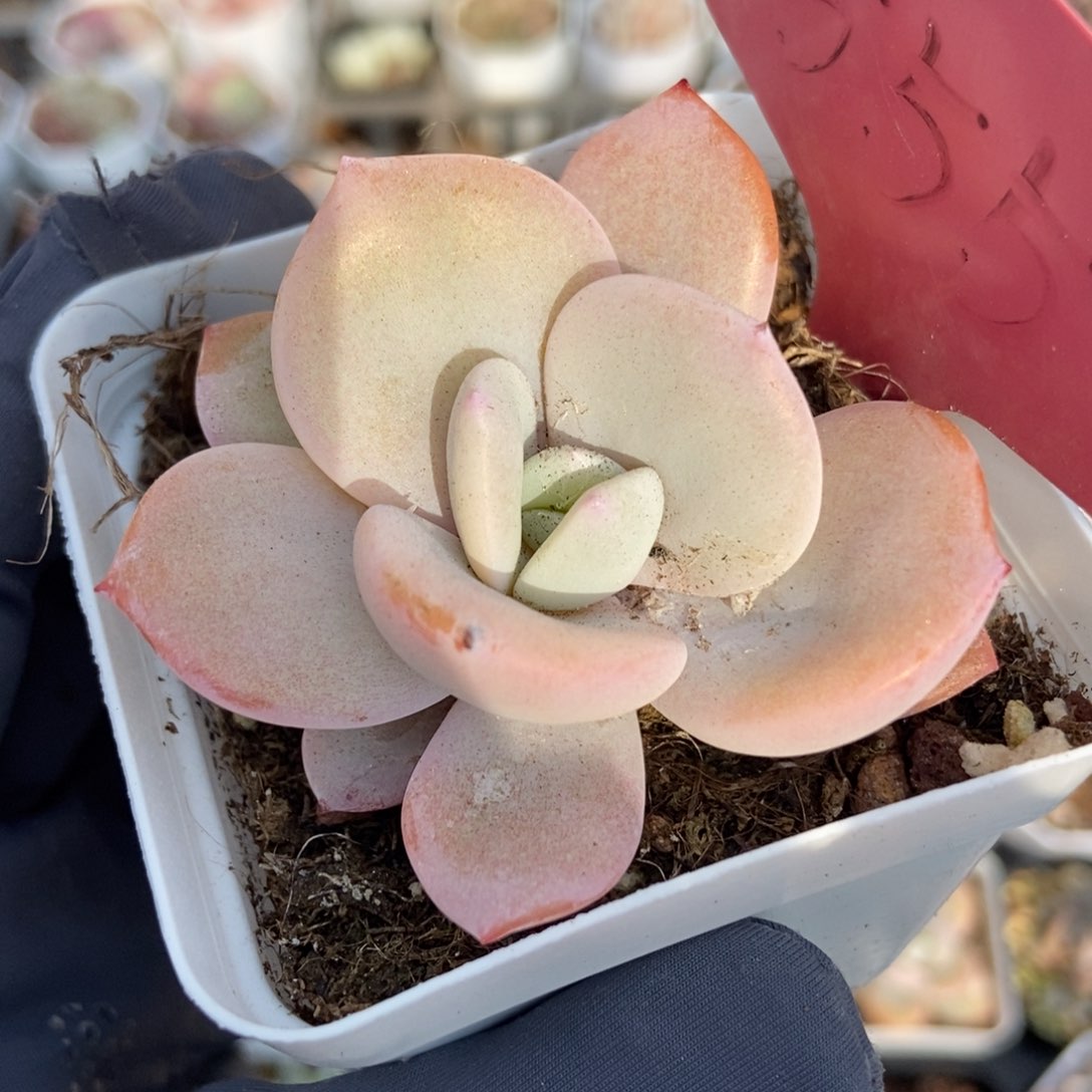 555奶茶多肉植物保护