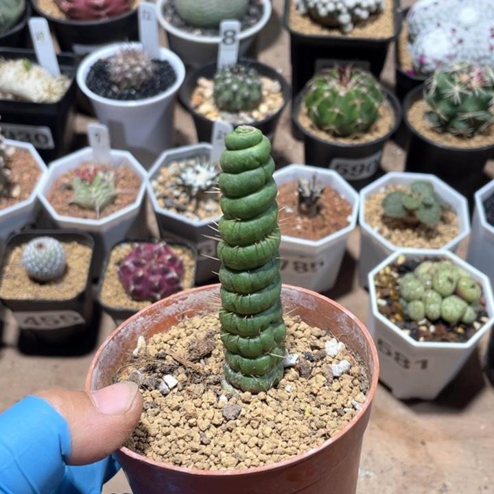 215旋转绿竹仙人球