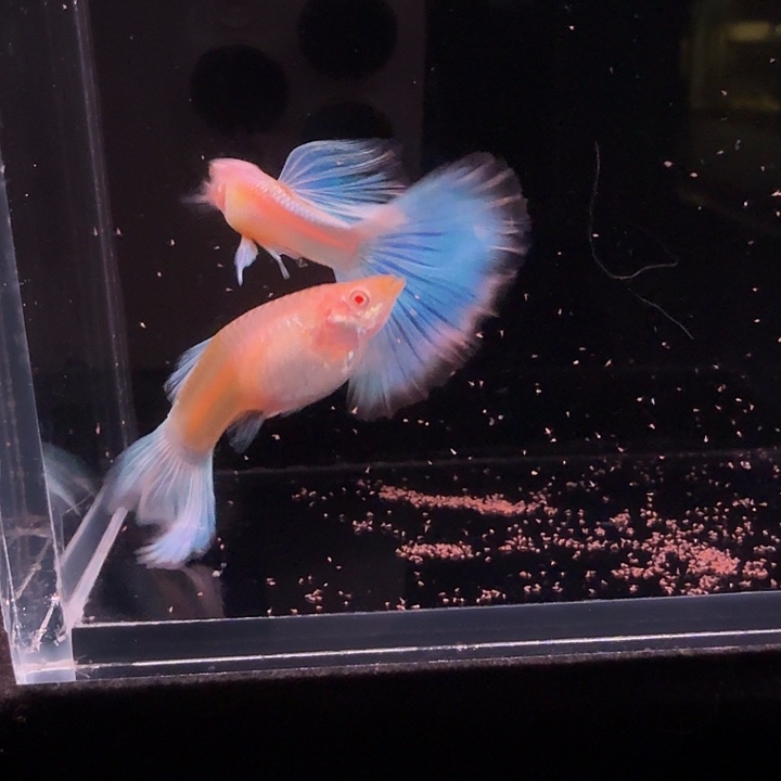 孔雀鱼赛线蓝白大尾1对